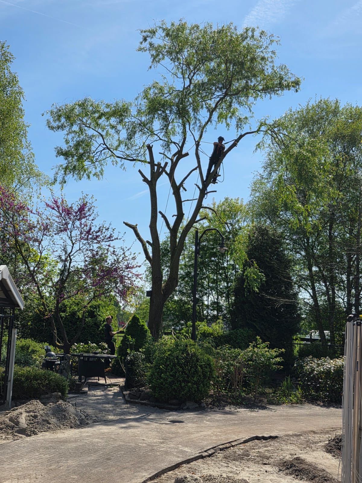 Hoge boom wordt gesnoeid in een tuin