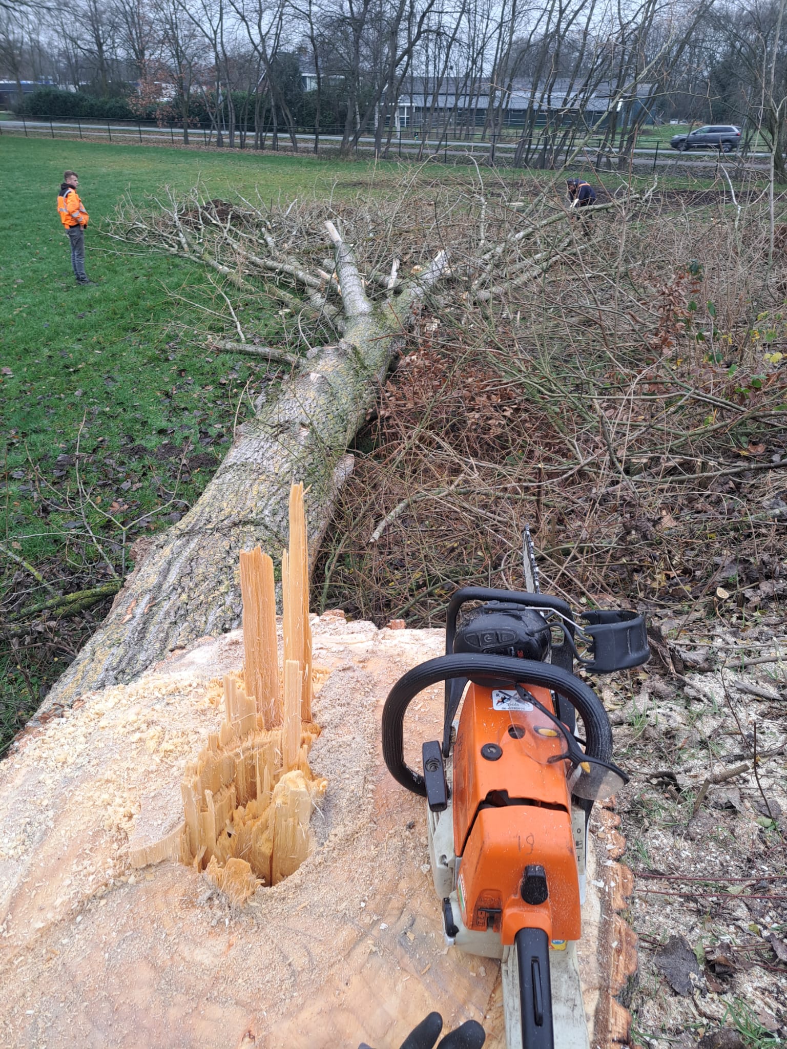 Omgezaagde boom en snoeihout op een grasveld in de winter